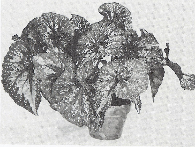 B. ‘Peter Borree’